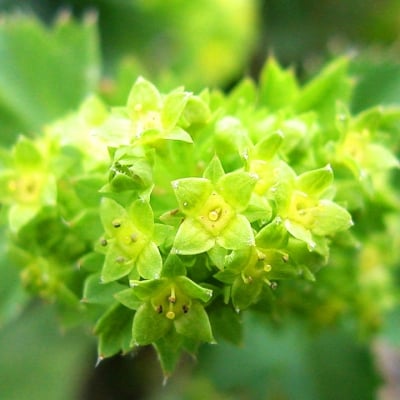ШАПИЧЕ – Горниче, цариче , длановка (Alchemilla vulgaris complex )