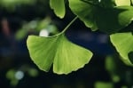 ГИНКО БИЛОБА (Ginkgo biloba)