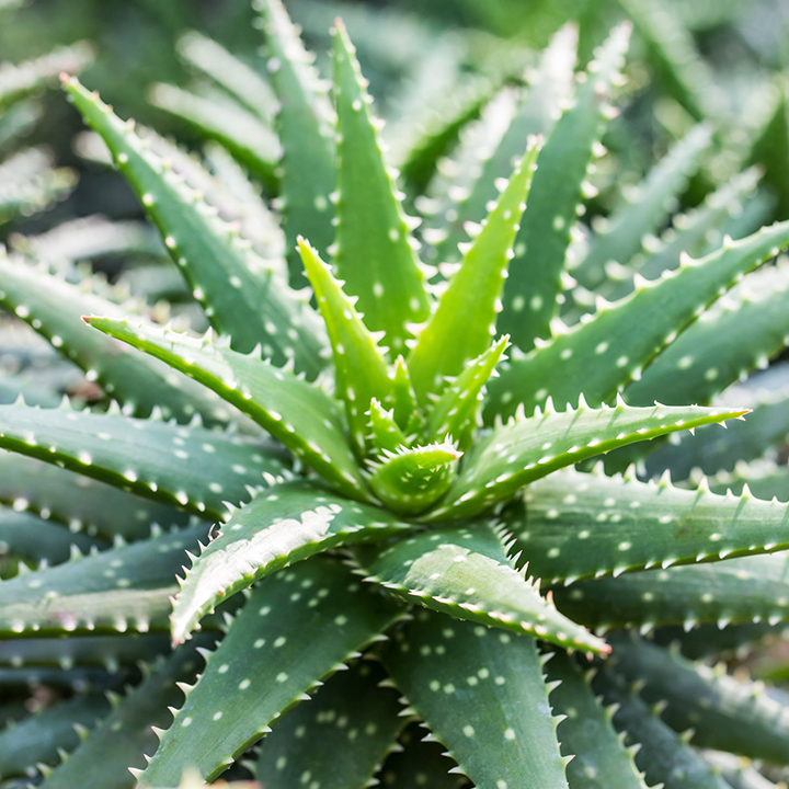 АЛОЕ – Столетник (Aloe arborescens Mill.)