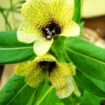БЛЕНИКА – Черен блян, буника, черна попадийка (Hyoscyamus niger L.)