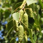 БРЕЗА БЯЛА – Обикновена бреза (Betula pendula Roth.)
