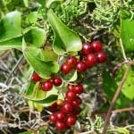 БРЕЙ - Водогон (Tamus communis L.)