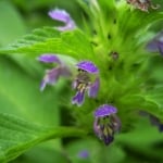 БУДАРИЦА – Петниста бударица (Galeopsis tetrahit L.)