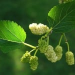 БЯЛА ЧЕРНИЦА (Morrus alba L.)