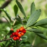 БЯСНО ДЪРВО – Вълча жила, вълча ягода (Daphne mezereum L.)