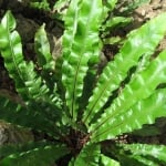 ВОЛСКИ ЕЗИК – Биволски език (Phylitis scolopendrium L.)