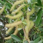 ВЪРБА БЯЛА – Сребриста върба (Salix alba L.)