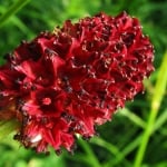 ДИНКА ЛЕЧЕБНА – Кръвавка, кръвец (Sanguisorba officinalis L.)