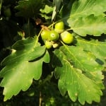 ДЪБ  ЛЕТЕН (Quercus robur L.)