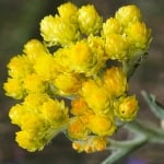 ЖЪЛТ СМИЛ – Безсмъртниче, каменно цвете, сухо цвете, неувяхка (Helichrysum arenarium L.)