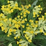 ЖЪЛТА ИГЛИКА – Игличина ( Primula officinalis (L.) Hill.) )