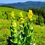 ЖЪЛТА ТИНТЯВА - (Gentiana lutea L. )