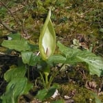 ЗАЙЧИ ЛАПАД – Змиярник, змийски лапад (Arum maculatum L. )
