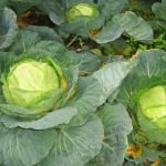 ЗЕЛЕ ОБИКНОВЕНО – Главесто зеле ( Brassica oleracea L. convar. capitata (L.) Alef. )