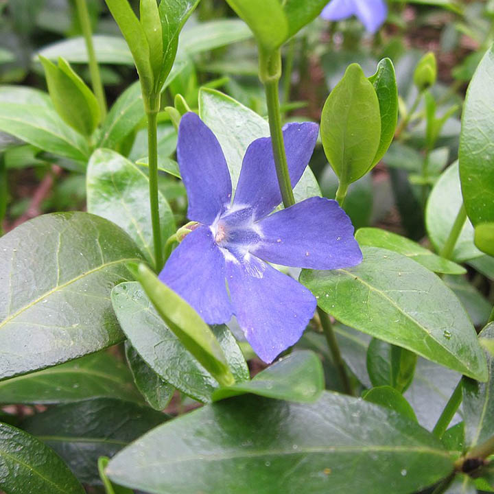 ЗИМЗЕЛЕН МАЛЪК ( Vinca minor L. )
