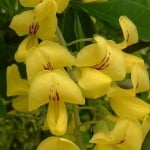 ЗЛАТЕН ДЪЖД - Жълта акация ( Laburnum anagyroides Medic.)