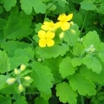 ЗМИЙСКО МЛЯКО – Брадавично цвете ( Chelidonium majus L.)