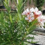ЗОКУМ ( Nerium oleander L.)