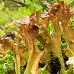 ИСЛАНДСКИ ЛИШЕЙ (Cetraria islandica L. Ach.)