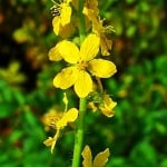 КАМШИК– Агримония, Охтичаво биле, пресечна трева  (Agrimonia eupatoria L.)