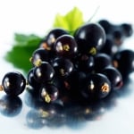 КАСИС – Черно френско грозде (Ribes nigrum L.)
