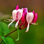 КЛИНАВЧЕ – Орлови нокти, сграбиче, сладколистен клин (Astragalus glycyphyllos L.)