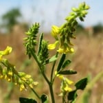 КОМУНИГА ЖЪЛТА (Melilotus officinalis L.)
