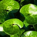 КОПИТНИК ( Asarum europaeum L.)