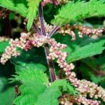 КОПРИВА ОБИКНОВЕНА ( Urtica dioica L.)