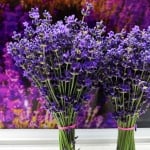 ЛАВАНДУЛА (Lavandula angustifolia Mill. )