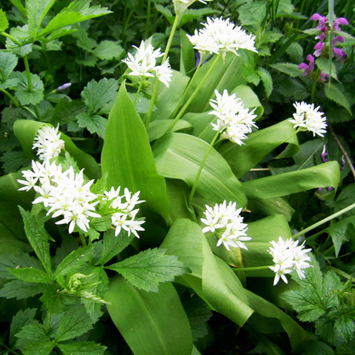 ЛЕВУРДА – Див чесън, мечи лук (Allium ursinum L. )