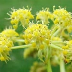 ЛЕЧЕБЕН СЕЛИМ – Левущян, росалия (Levisticum officinale Koch)
