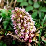 ЛЕЧЕБНА ОВЧАРКА - Чобанка, лопуш ( Petasites hybridus( L.) )