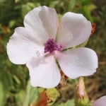ЛЕЧЕБНА РУЖА ( Althaea officinalis L .)