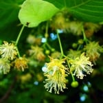 ЛИПА СРЕБРОЛИСТА (Tilia tomentosa Moench L.)