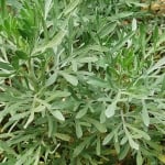 МОРСКИ ПЕЛИН – Сантонинов пелин, приморски пелин (Artemisia santonicum L. ( A. maritime auct.))