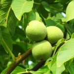 ОРЕХ (Juglans regia L. )