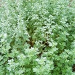 ПЕЛИН ДИВ  - Горски черен пелин (Artemisia vulgaris L.)
