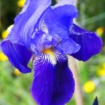 ПЕРУНИКА СИНЯ – Ирис (Iris germanica  L. )