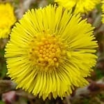 ПОДБЕЛ - Марта(Tussilago farfara L.)