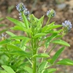 СМИНДУХ ГРЪЦКИ – Тилчец, рогата чубрица (Trigonella foenum-graecum L.)