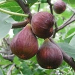СМОКИНЯ (Ficus carica L.)