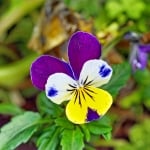 ТЕМЕНУГА ТРИЦВЕТНА – Мушанка, шарена теменуга (Viola trikolor L. s. l.)