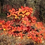 ТЕТРА – Смрадлика, тетере (Cotinus coggygria Scop.(Rhus cotinus L.))
