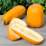 ТИКВА ОБИКНОВЕНА (Cucurbita pepo L. )