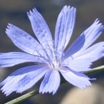 ЦИКОРИЯ  – Синя жлъчка ( Cichorium intybus L. )