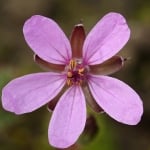 ЦИКУТОВО ЧАСОВНИЧЕ - Часовниче ( Erodium cicutarium (L.) L Herit )