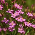ЧЕРВЕН КАНТАРИОН - Горчивка, Червена жлъчка, бабиче (Centaurium eruthraea - Erythraea centaurium Pers., Centaurium minus Moench, C. umbellatum Gilib.)