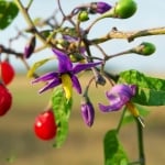 ЧЕРВЕНО КУЧЕШКО ГРОЗДЕ – Разводник, разгон, барабойник (Solanum dulcamara L.)