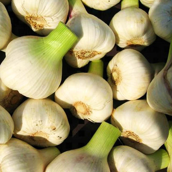 ЛУК ЧЕСНОВ – Чесън (Allium sativum L. ) | Билковита